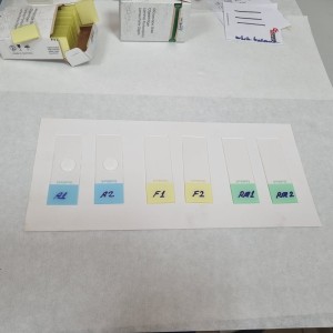 Kalıcı Slayt Hazırlama - Yemlerin Mikroskopik Veri Tabanı