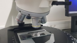 Polarize Işık Mikroskobu - Yemlerin Mikroskopik Veri Tabanı