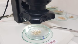 Stereo Mikroskop - Yemlerin Mikroskopik Veri Tabanı